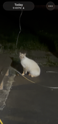 Found/Stray Unknown Cat last seen Near Carey Circle, Stoughton, MA 02072