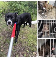 Found/Stray Unknown Dog last seen Gary Animal Control, Gary, IN 46402