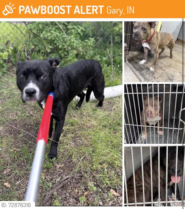 Found/Stray Unknown Dog last seen Gary Animal Control, Gary, IN 46402