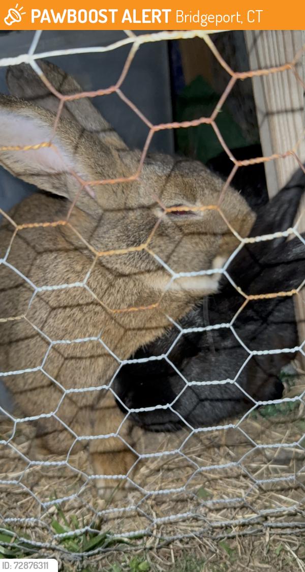 Found/Stray Unknown Rabbit last seen Wells street and North Ave, Bridgeport , Bridgeport, CT 06606