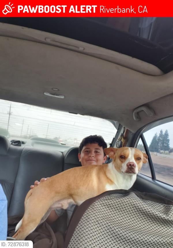 Lost Male Dog last seen Roselle Ave riverbank, Riverbank, CA 95367