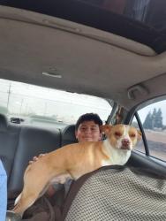Lost Male Dog last seen Roselle Ave riverbank, Riverbank, CA 95367