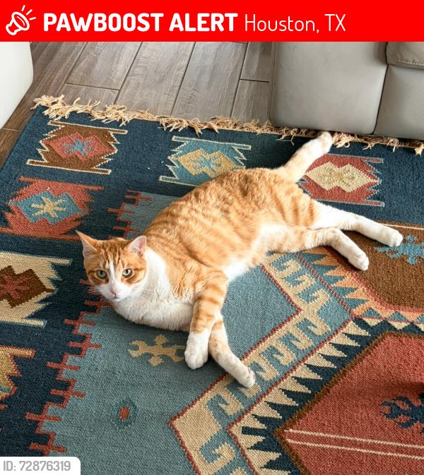 Lost Male Cat last seen Meyerland, Houston, TX 77096