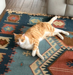 Lost Male Cat last seen Meyerland, Houston, TX 77096