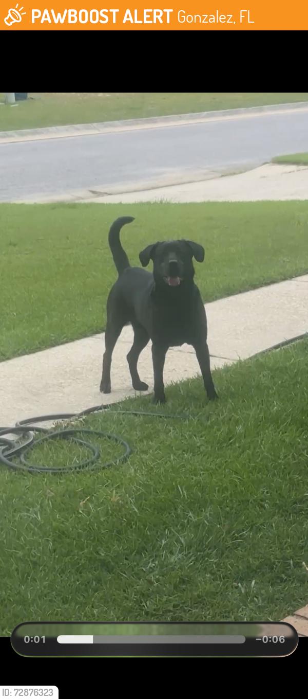 Found/Stray Male Dog last seen Pelican point and condor, Gonzalez, FL 32533