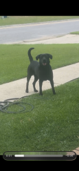 Found/Stray Male Dog last seen Pelican point and condor, Gonzalez, FL 32533