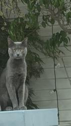 Found/Stray Male Cat last seen 1st Street & Whittier blvd, Montebello, CA 90640