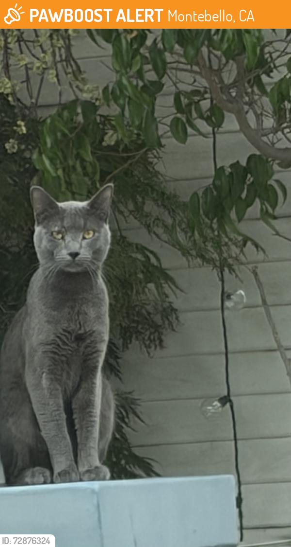 Found/Stray Male Cat last seen 1st Street & Whittier blvd, Montebello, CA 90640