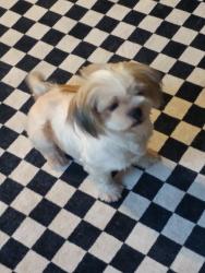 Lost Female Dog last seen Near bbq, Mission, TX 78572