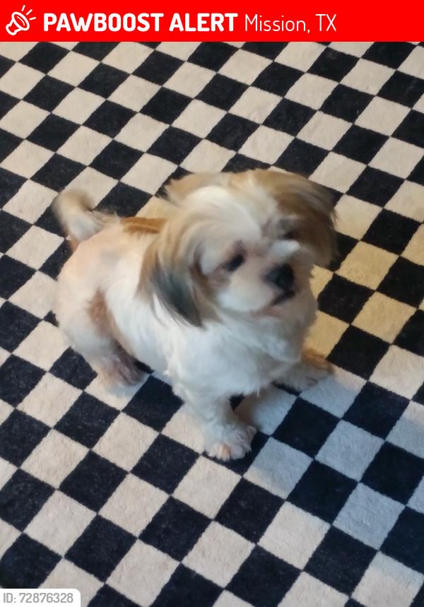 Lost Female Dog last seen Near bbq, Mission, TX 78572