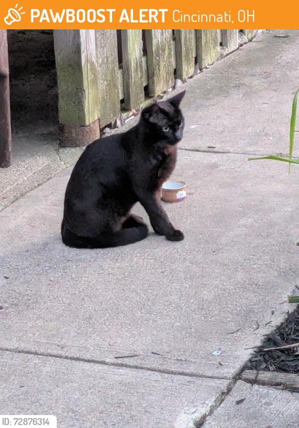 Found/Stray Unknown Cat last seen Euclid Ave and E Charleston st, Cincinnati, OH 45219
