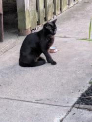Found/Stray Unknown Cat last seen Euclid Ave and E Charleston st, Cincinnati, OH 45219