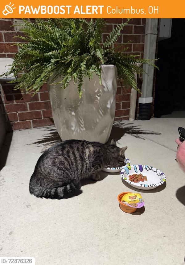 Found/Stray Male Cat last seen Grandview Heights near Goodale and Northwest Blvd, Columbus, OH 43212