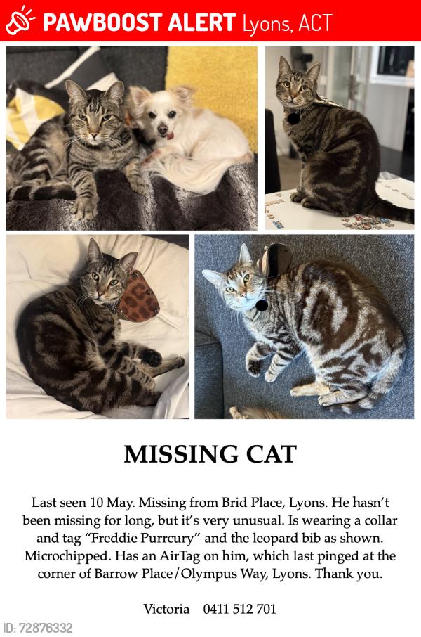 Lost Male Cat last seen Barrow Place, Lyons, Lyons, ACT 2606