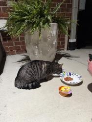 Found/Stray Male Cat last seen Grandview Heights near Goodale and Northwest Blvd, Columbus, OH 43212