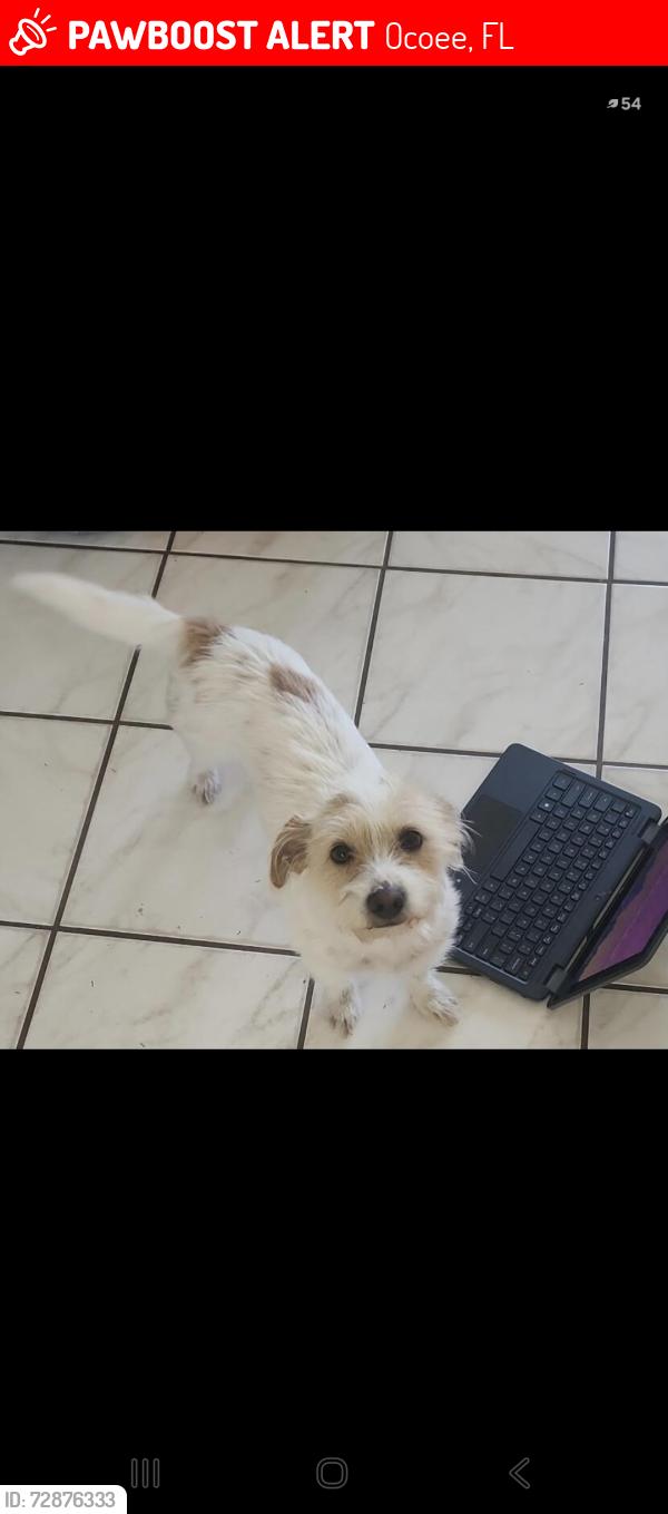 Lost Female Dog last seen Orlando, Ocoee, FL 34761