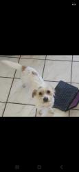 Lost Female Dog last seen Orlando, Ocoee, FL 34761