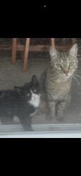 Lost Female Cat last seen Anywhere in the park for malta gardens, Mechanicville, NY 12118