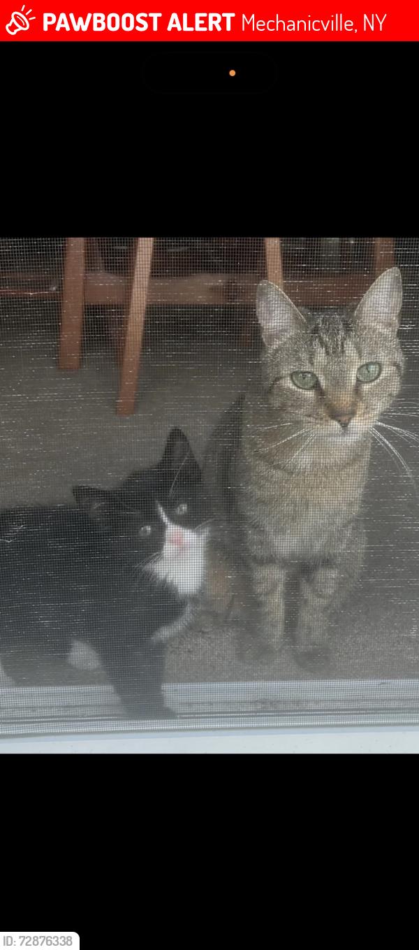 Lost Female Cat last seen Anywhere in the park for malta gardens, Mechanicville, NY 12118
