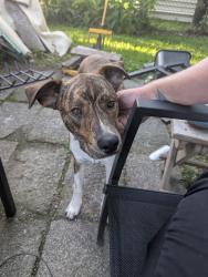 Found/Stray Male Dog last seen Graceland , Houston, TX 77009