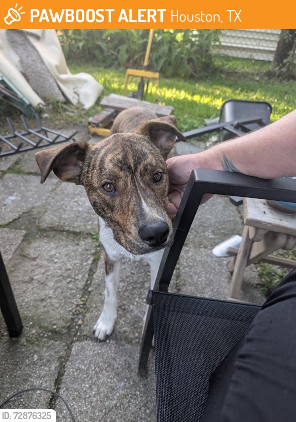 Found/Stray Male Dog last seen Graceland , Houston, TX 77009