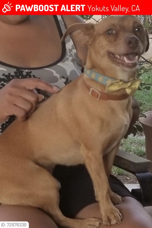 Lost Male Dog last seen Longview tassel, Yokuts Valley, CA 93675