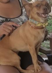 Lost Male Dog last seen Longview tassel, Yokuts Valley, CA 93675