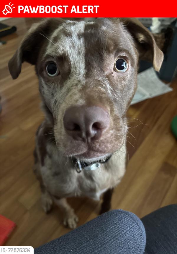 Lost Male Dog last seen Golden meadow dr , St. Tammany Parish, LA 70433