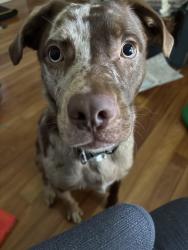 Lost Male Dog last seen Golden meadow dr , St. Tammany Parish, LA 70433