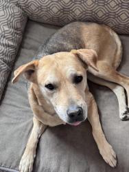 Lost Female Dog last seen Liberty Park, Victorville, CA 92392