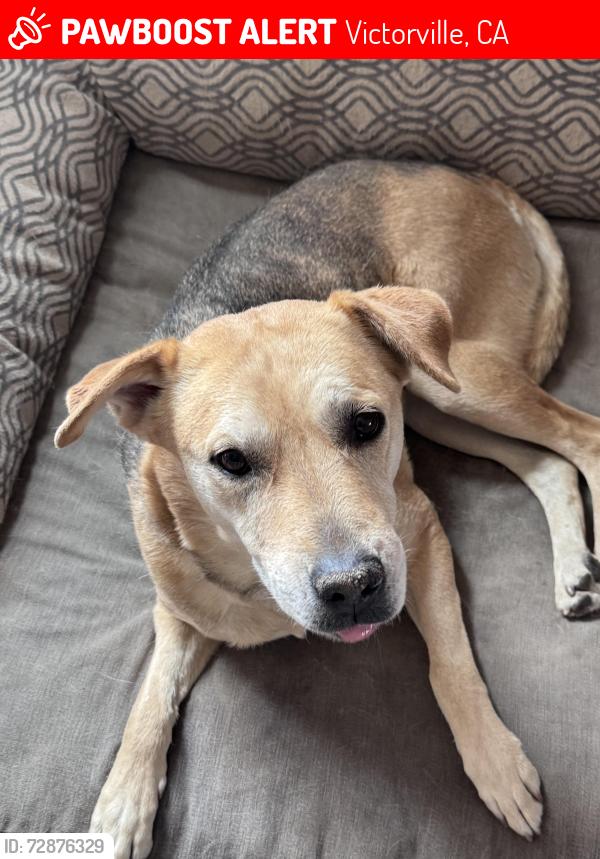 Lost Female Dog last seen Liberty Park, Victorville, CA 92392