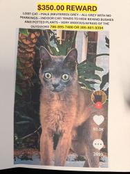 Lost Male Cat last seen Towngate South, Miami, FL 33186
