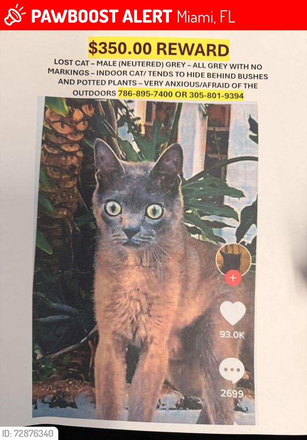 Lost Male Cat last seen Towngate South, Miami, FL 33186