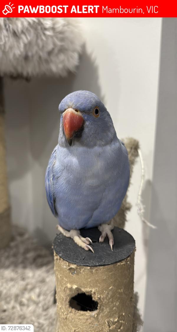 Lost Unknown Bird last seen Generation crescent Mambourin , Mambourin, VIC 3024