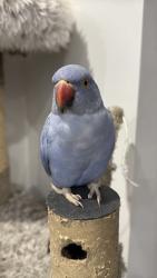 Lost Unknown Bird last seen Generation crescent Mambourin , Mambourin, VIC 3024