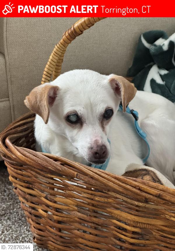 Lost Female Dog last seen Allen Road , Torrington, CT 06790