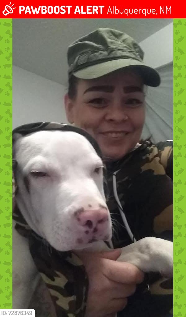 Lost Female Dog last seen Menaul and Carlisle , Albuquerque, NM 87107