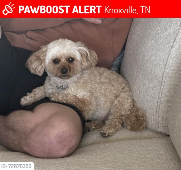 Lost Female Dog last seen Rushland park neighborhood , Knoxville, TN 37924