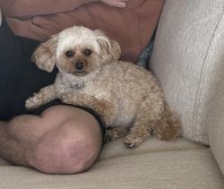 Lost Female Dog last seen Rushland park neighborhood , Knoxville, TN 37924
