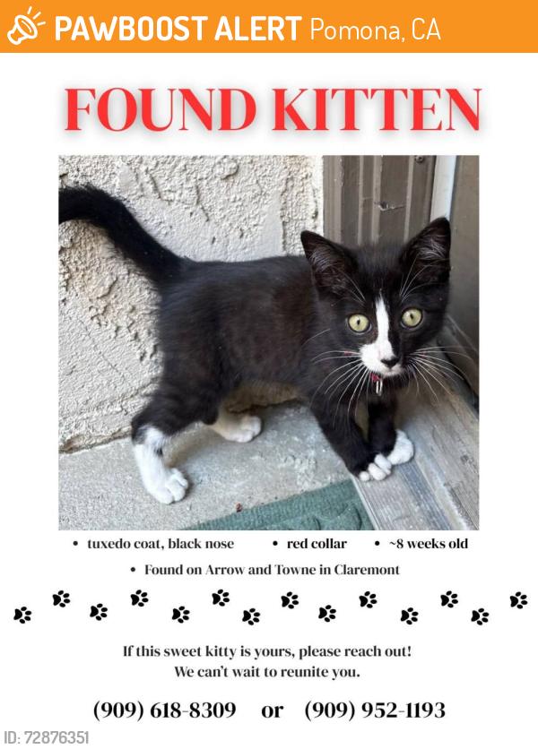 Found/Stray Male Cat last seen Towne and Arrow Highway, Pomona, CA 91767