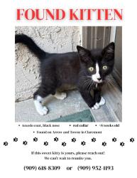 Found/Stray Male Cat last seen Towne and Arrow Highway, Pomona, CA 91767