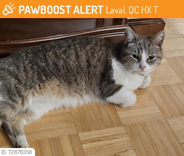 Found/Stray Female Cat last seen Pierre et principal , Laval, QC H7X 3T2