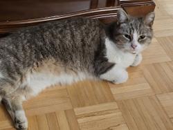 Found/Stray Female Cat last seen Pierre et principal , Laval, QC H7X 3T2