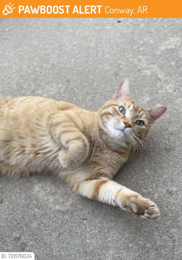 Found/Stray Unknown Cat last seen Salem and Club Lane, Conway, AR 72034