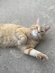 Found/Stray Unknown Cat last seen Salem and Club Lane, Conway, AR 72034