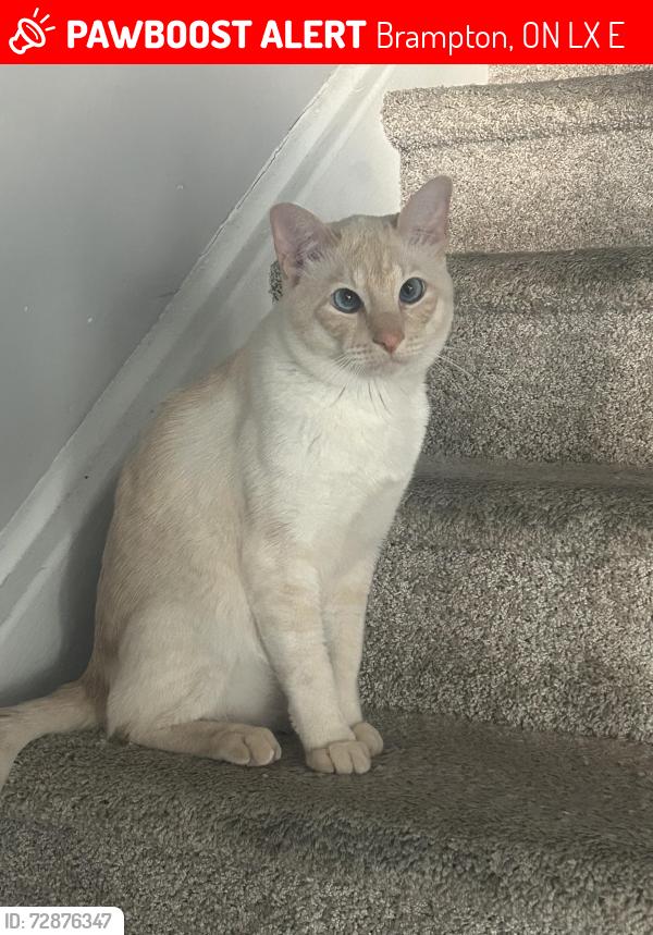 Lost Male Cat last seen Elementary school, Brampton, ON L6X 5E8
