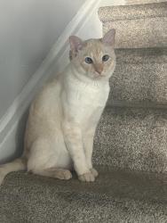 Lost Male Cat last seen Elementary school, Brampton, ON L6X 5E8