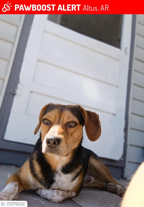 Lost Male Dog last seen Tommy Deans, Altus, AR 72821