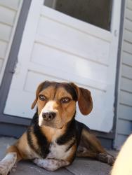 Lost Male Dog last seen Tommy Deans, Altus, AR 72821