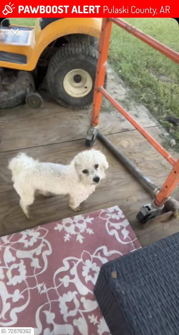 Lost Male Dog last seen Near the entry of neighborhood in Marshfield ct 2710., Pulaski County, AR 72206